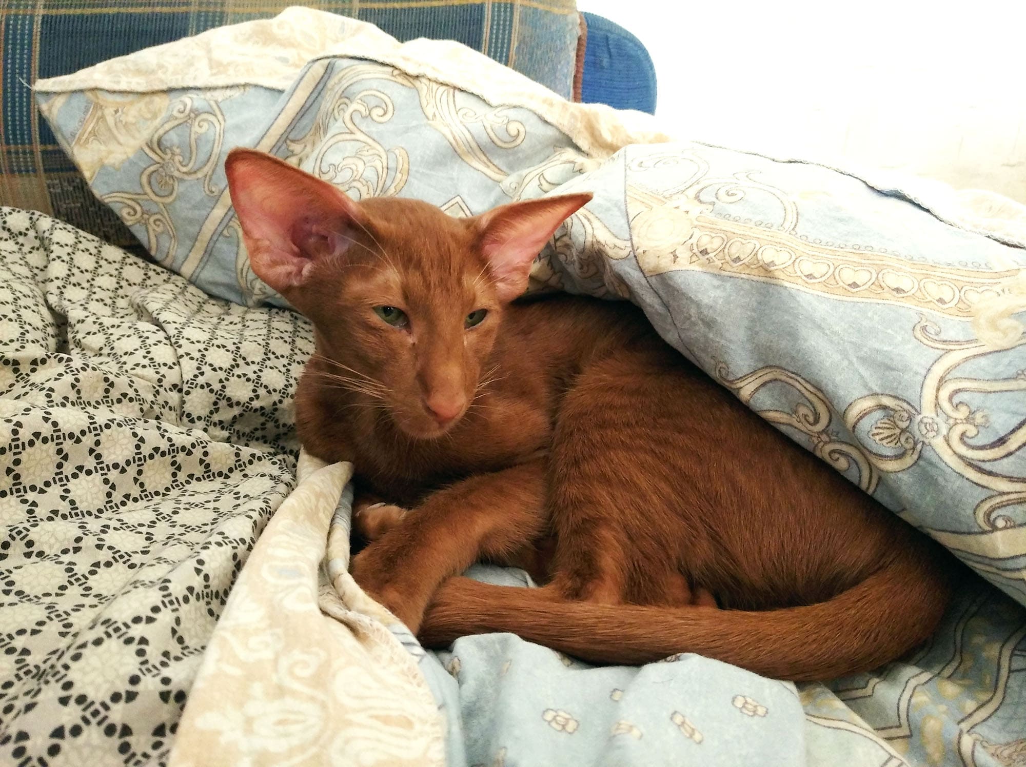 Кот Джоуль